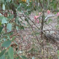 Eucalyptus sp. at Black Mountain - 1 May 2024 05:06 PM