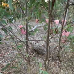 Eucalyptus sp. at Black Mountain - 1 May 2024