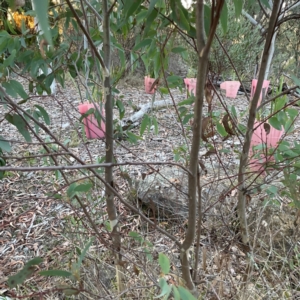 Eucalyptus sp. at Black Mountain - 1 May 2024