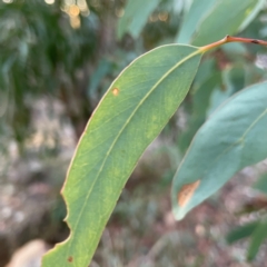 Eucalyptus sp. at Black Mountain - 1 May 2024