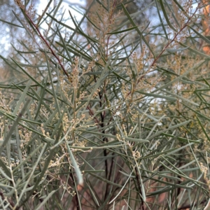 Acacia boormanii at Black Mountain - 1 May 2024