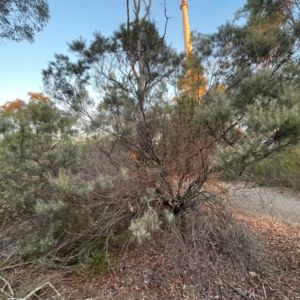 Acacia boormanii at Black Mountain - 1 May 2024