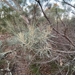 Acacia boormanii at Black Mountain - 1 May 2024