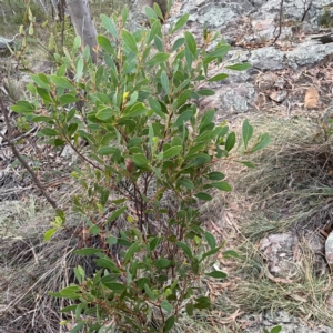 Acacia buxifolia subsp. buxifolia at suppressed by Hejor1