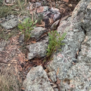 Acacia penninervis var. penninervis at Black Mountain - 1 May 2024