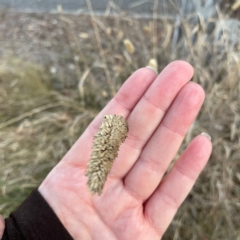 Phalaris aquatica at Black Mountain - 1 May 2024