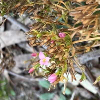 Centaurium erythraea (Common Centaury) at Acton, ACT - 1 May 2024 by Hejor1