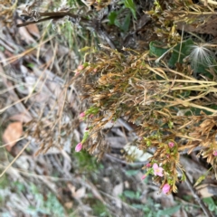 Centaurium erythraea at Black Mountain - 1 May 2024