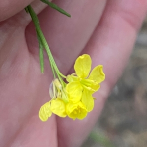 Hirschfeldia incana at Black Mountain - 1 May 2024