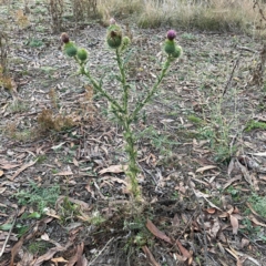 Cirsium vulgare (Spear Thistle) at Acton, ACT - 1 May 2024 by Hejor1