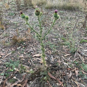 Cirsium vulgare at Black Mountain - 1 May 2024