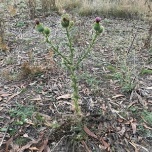 Cirsium vulgare at Black Mountain - 1 May 2024 05:14 PM