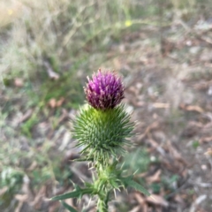 Cirsium vulgare at Black Mountain - 1 May 2024 05:14 PM