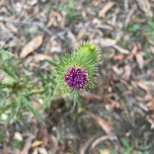 Cirsium vulgare at Black Mountain - 1 May 2024