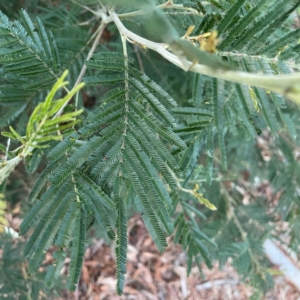 Acacia mearnsii at Black Mountain - 1 May 2024