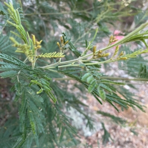Acacia mearnsii at Black Mountain - 1 May 2024