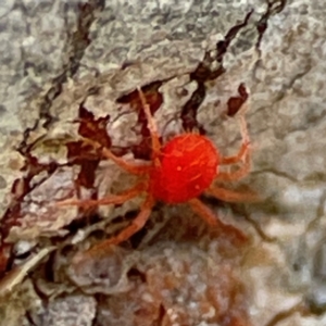 Trombidiidae (family) at Black Mountain - 1 May 2024 03:45 PM