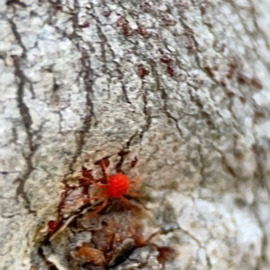 Trombidiidae (family) at Black Mountain - 1 May 2024