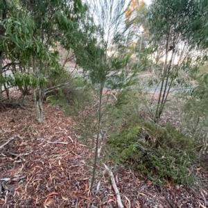 Exocarpos cupressiformis at Black Mountain - 1 May 2024