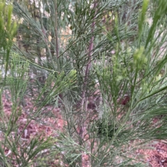 Exocarpos cupressiformis at Black Mountain - 1 May 2024