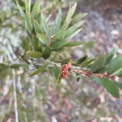 Melaleuca sp. (A Melaleuca) at Acton, ACT - 1 May 2024 by Hejor1