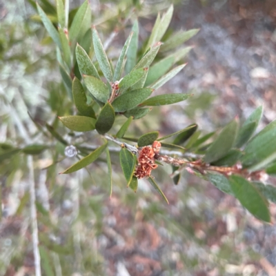 Melaleuca sp. (A Melaleuca) at Black Mountain - 1 May 2024 by Hejor1