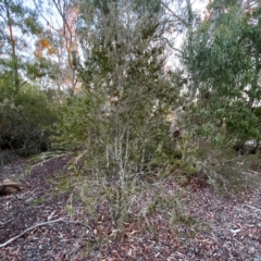 Melaleuca sp. at Black Mountain - 1 May 2024 05:09 PM