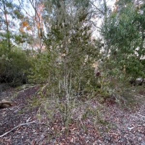 Melaleuca sp. at Black Mountain - 1 May 2024