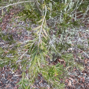 Melaleuca sp. at Black Mountain - 1 May 2024 05:09 PM