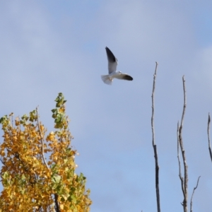 Elanus axillaris (Black-shouldered Kite) at Lawson, ACT by TimL
