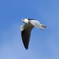 Elanus axillaris (Black-shouldered Kite) at Lawson, ACT - 28 Apr 2024 by TimL