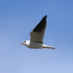 Elanus axillaris at FGC015: Lawson Stormwater Pond - 28 Apr 2024 03:53 PM