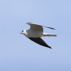 Elanus axillaris at FGC015: Lawson Stormwater Pond - 28 Apr 2024 03:53 PM