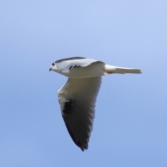 Elanus axillaris at FGC015: Lawson Stormwater Pond - 28 Apr 2024 03:53 PM