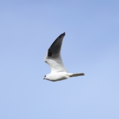 Elanus axillaris at FGC015: Lawson Stormwater Pond - 28 Apr 2024 03:53 PM