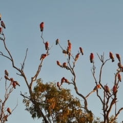 Eolophus roseicapilla (Galah) at William Creek, SA - 3 May 2024 by Mike