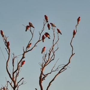 Eolophus roseicapilla at William Creek, SA - 3 May 2024