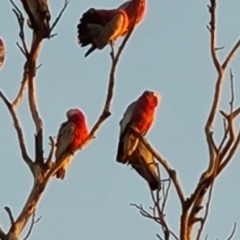 Eolophus roseicapilla at William Creek, SA - 3 May 2024