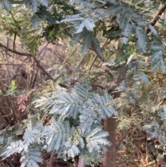 Acacia baileyana at Mount Majura - 1 May 2024