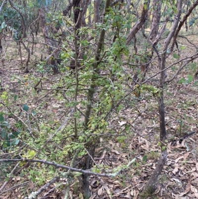 Crataegus monogyna (Hawthorn) at Mount Majura - 1 May 2024 by waltraud