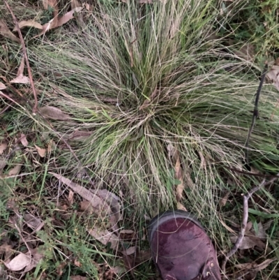 Nassella trichotoma (Serrated Tussock) at Mount Majura - 1 May 2024 by waltraud