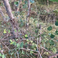 Crataegus monogyna (Hawthorn) at Watson, ACT - 1 May 2024 by waltraud