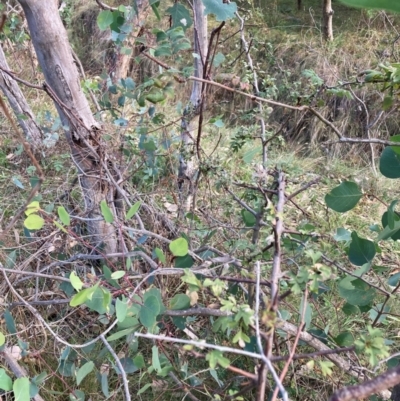 Crataegus monogyna (Hawthorn) at Mount Majura - 1 May 2024 by waltraud