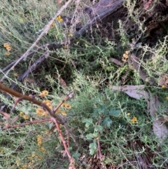 Crataegus monogyna at Mount Majura - 1 May 2024