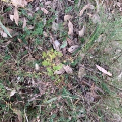 Crataegus monogyna at Mount Majura - 1 May 2024