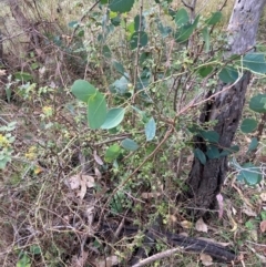 Crataegus monogyna at Mount Majura - 1 May 2024