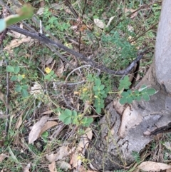 Rosa sp. at Mount Majura - 1 May 2024