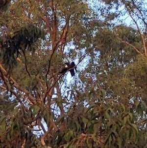 Calyptorhynchus banksii at Kensington, WA - 2 May 2024 07:32 PM