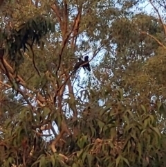 Calyptorhynchus banksii at Kensington, WA - 2 May 2024