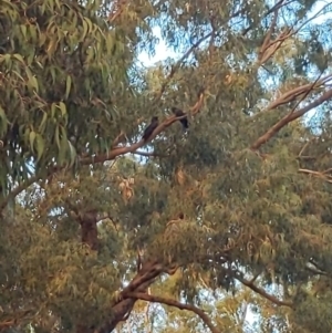 Calyptorhynchus banksii at Kensington, WA - 2 May 2024